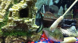 my 3 piranha eating live shrimp ..   mar23.12