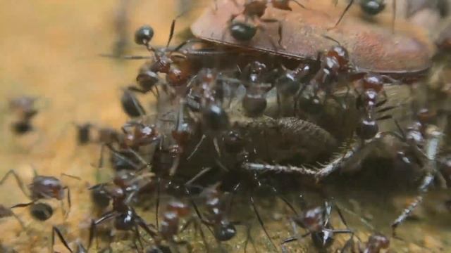 Myrmicaria Brunnea - කුහුඹි විශේෂයක් смотреть онлайн