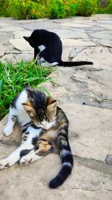 #котик #кошка #котики #кошки #природа #лижется #турция #трава #кароль #кустики