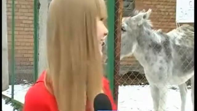 Смешное видео Ослик пукнул смотреть онлайн