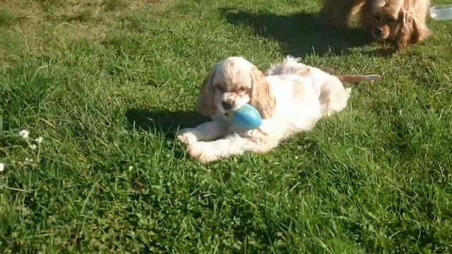 Лиза и мячик 22.09.17 смотреть онлайн