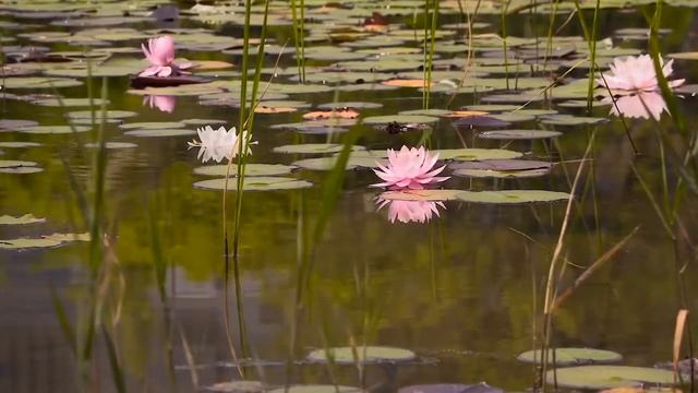 Relax With Lotus Flowers, Water Lilies And Mozart Music смотреть онлайн