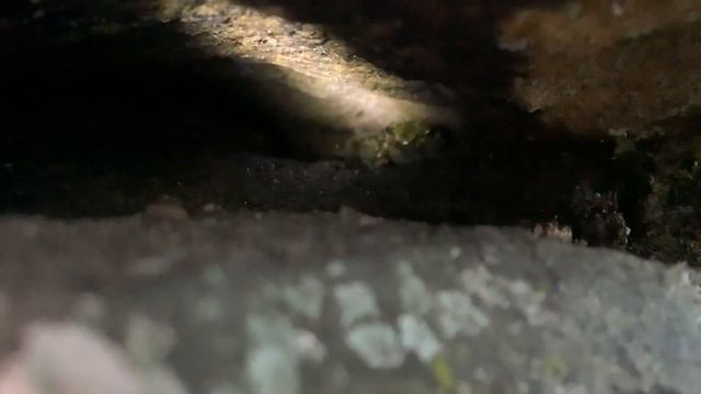Hickory Nut Gorge Green Salamander! смотреть онлайн