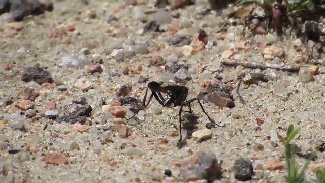 Thread-waisted wasp closing her burrow смотреть онлайн