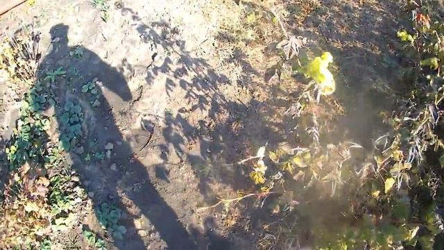 Последний сбор урожая малины смотреть онлайн