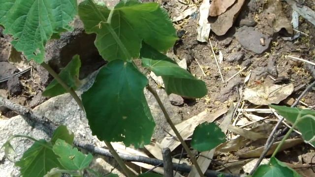 Herbal Teas for Alopecia. Part-1603. © Pankaj Oudhia смотреть онлайн