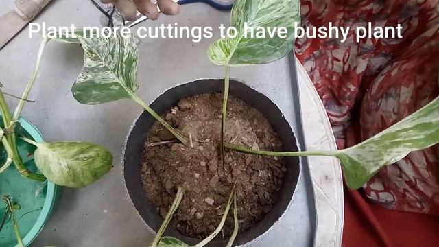 Pothos Propagation # Learn from mistakes смотреть онлайн