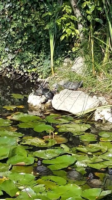ПОИСКИ ЗОЛОТОГО КЛЮЧИКА В ГОРЯЧЕМ КЛЮЧЕ. смотреть онлайн