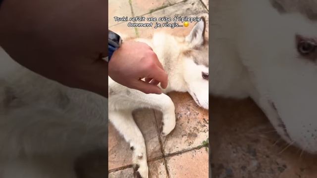 La crise d’épilepsie de Tsuki… comment je réagis et pourquoi… (partie 1) #chien #husky #epilepsie смотреть онлайн