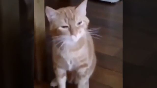 шок кот чихнул 3 раза смотреть онлайн