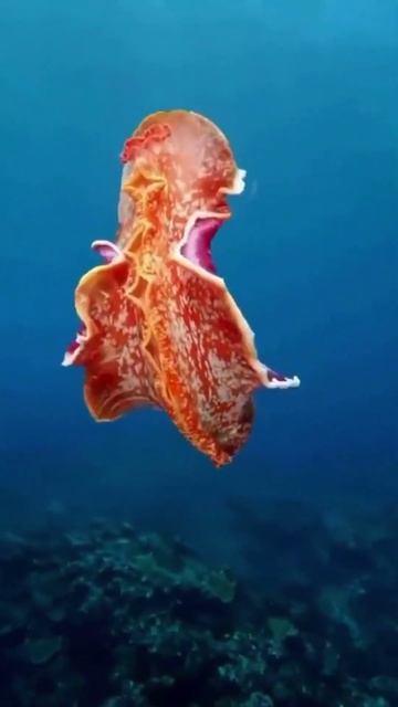 Spanish Dancer #fyp #ocean #wildlife #shorts смотреть онлайн