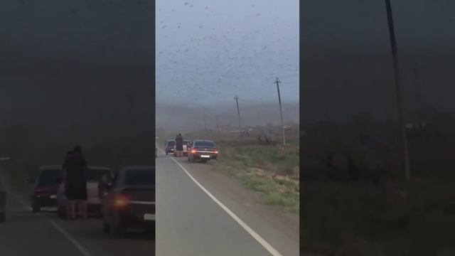 Нашествие саранчи в Астраханской области прислано подписчиком смотреть онлайн