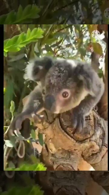 Cute koala baby . смотреть онлайн