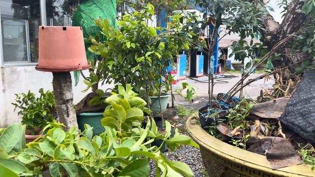 30-5-2024 mận xanh đường sóc trăng @@&& nho 🍇 thân gỗ giá rẻ ỗi ruby đang trai .me thái đang bông # смотреть онлайн