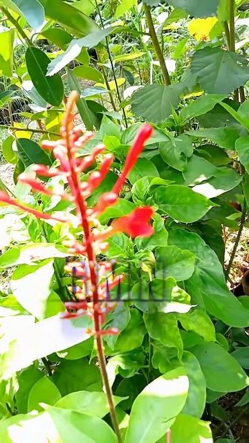 How to Odontonema plnat |firespike|summer flower so amazing| #shorts #pakistan #odontonema#flower смотреть онлайн