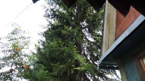 Белка и пятеро бельчат. Первый выход в свет