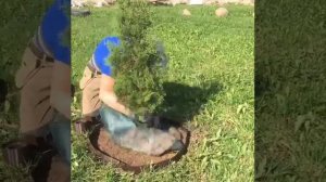 Мульча под тую