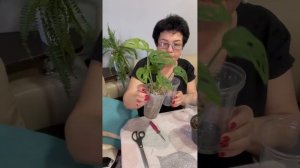 Монстера Манки Маск. Пересадка#монстера#манкимаск#пересадкарастений