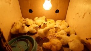 чип чип жужаларим цыплят