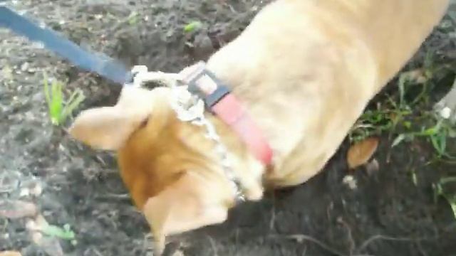 Lily (corgi) and Roman (pit bull) digging a pit смотреть онлайн