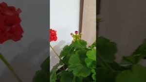 Пеларгония  сорт Pink Rambler