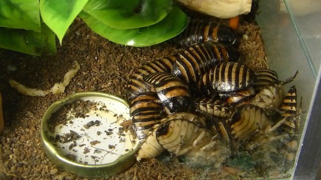 Elliptorhina javanica смотреть онлайн