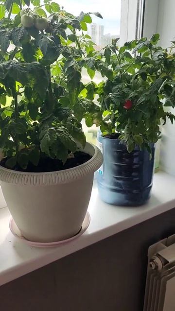 помидоры на подоконнике#лето #помидоры #природа #успех смотреть онлайн
