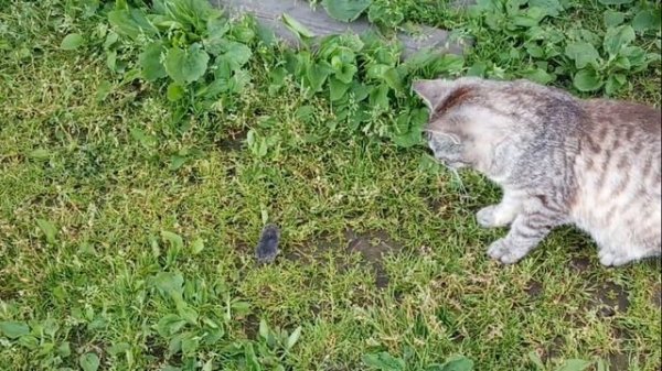 Мышиная возня.