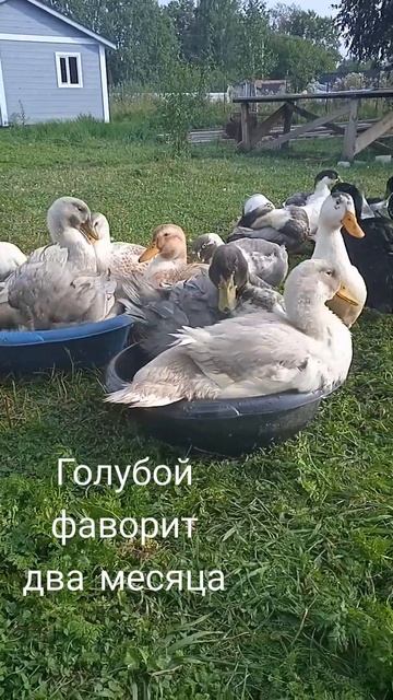 Ооочень быстро выросли!!! смотреть онлайн