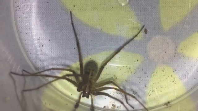 Tegenaria Domestica Mature Male Looking For Love смотреть онлайн