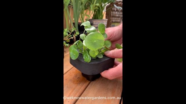 How To Grow Shield Pennywort (Hydrocotyle Verticillata)