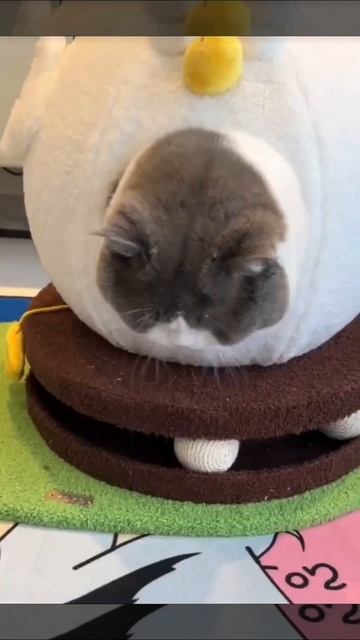 Большой кот против большой игрушки! 🐾😂 смотреть онлайн