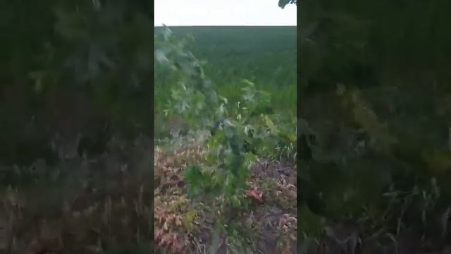 Заказать многолетние цветущие кустарники в Киевской области смотреть онлайн
