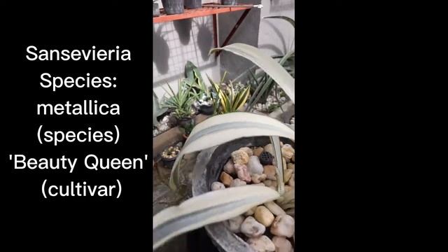 Sansevieria Species Episode 10: metallica (species) 'Beauty Queen' (cultivar) @sansevieria1018 смотреть онлайн