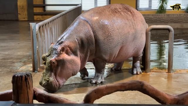 Poor Hippo Got Poop Sprayed In The Face | 可怜河马被喷了一脸粑粑