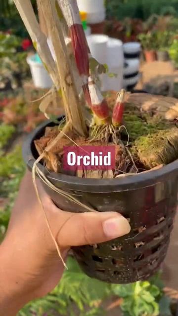 Dendrobium orchid смотреть онлайн
