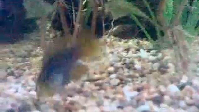 Young Male Borelli Dwarf Cichlid Apistogramma