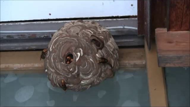 コガタスズメバチ（Vespa analis Fabriciusi）の巣の営巣状況 2010.9.4