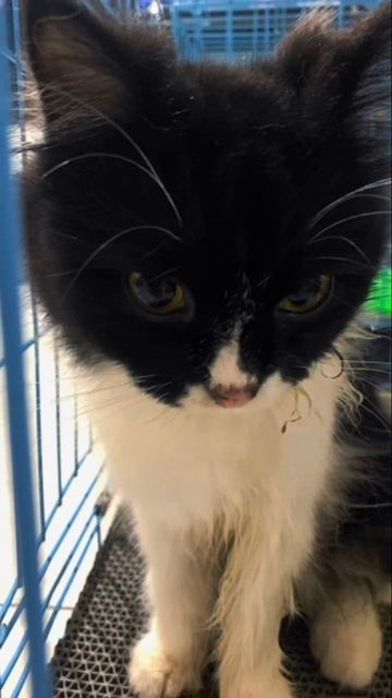 Sterilisasi Betina👌🏼