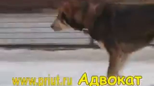 Адвокат смотреть онлайн