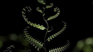 Мощная Всеисцеляющая Матрица Гаряева  Мощное Исцеление Всего Организма  Регенерация Всего Тела