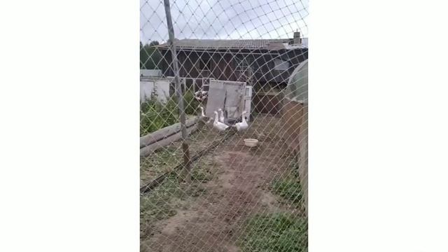 Я гусь мама утка смотри. песня! Реальная жизнь! 🪿🟡🟠. смотреть онлайн