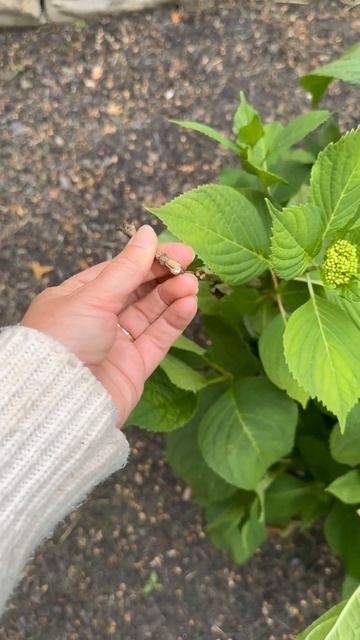 Hydrangea Care in Spring #kellylehman #hydrangeacare #hydrangea смотреть онлайн
