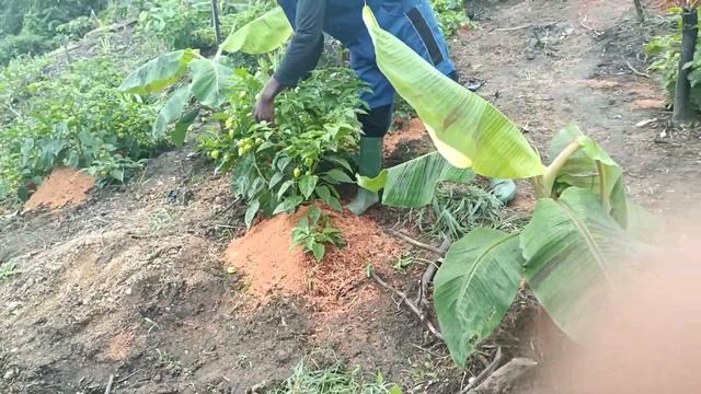 Mulching Hot Pepper With Sawdust in Sandy soils to Boost Yield in Cameroon by Chuo Denis. смотреть онлайн