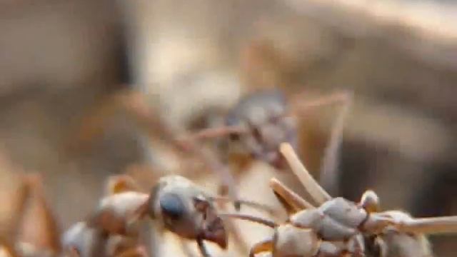 Formica cunicularia смотреть онлайн