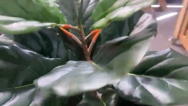 Planta Artificial Ficus Lyrata Realista Decoração Com 120cm смотреть онлайн