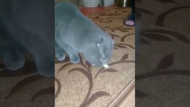 Кот очень любит бананы смотреть онлайн