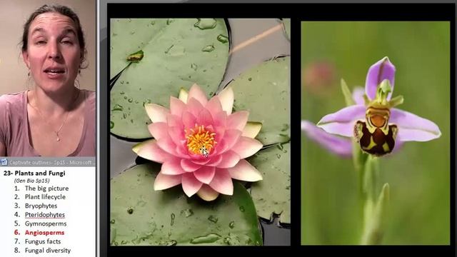 Plants & Fungi 6- Angiosperms смотреть онлайн