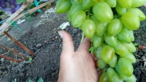 Виноград Гусева Сергея Эдуардовича. Кураж.