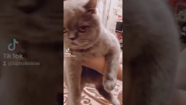 Подборка видео Лупиты из Тик Тока 💥😻 смотреть онлайн